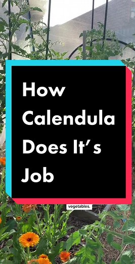 Benefits of Planting Calendula for Healthy Tomato Plants