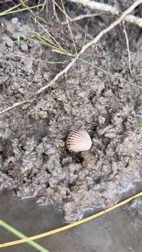 NATURAL PEARLS IN CLAM FOUND #clam #pearls #crystals #oysters #shorts