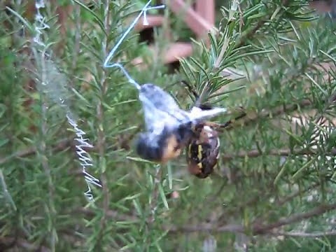 EPIC FAIL Spider tries to eat carpenter bee