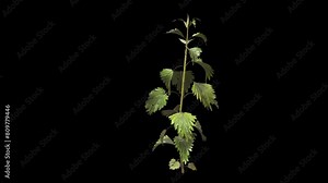 Looping Nettle Plant v2 on Transparent Background