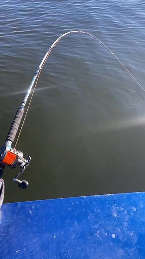 102K views · 586 reactions | Zakk Royce had his signature Big Cat Fever Rod get FOLDED! #catchthefever #hellcatrods #revengerods #bigcatfever #ravix #ctfnation #premiumgear #catfish #catfishing #catfishfishing #fishing #nextlevel #bigfish #ctf #fyp #fishtok #zakkroyce #zakkroycerods | Catch The Fever | Facebook