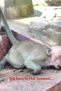 Deep in the dense jungle, baby monkey Emily clings tightly to her mother’s fur. Her tiny stomach growls in hunger, and she lets out soft whimpers, hoping for comfort. She nuzzles against her mother’s belly, searching desperately for milk—but her mother does not respond. | Style Monkey action