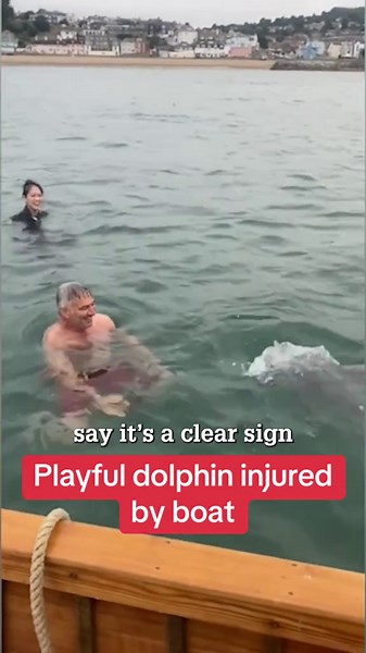 Playful Dolphin Injured by Boat