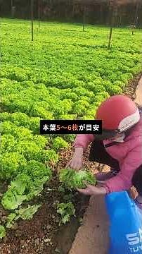 🌿 Harvest Spinach in Just 30 Days! Master These Tips to Enjoy 4 Crops a Year