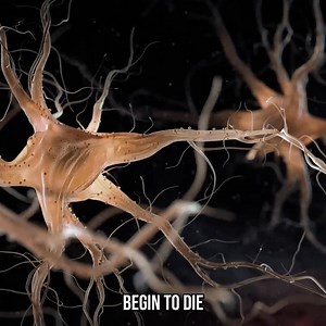 51K views · 1.5K reactions | Life Beyond Death: The Mind’s Journey | The Why Files | Facebook