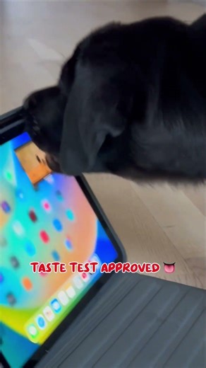 I Thought It Was Real… 🐭🐶 #puppy