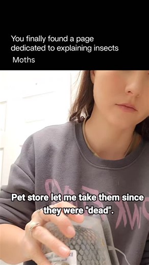 Explaining Insects 🦋 on Instagram: "Moths are nocturnal flying insects closely related to butterflies, belonging to the order Lepidoptera. They are known for their soft, often fuzzy bodies, feathered or threadlike antennae, and wings covered in tiny scales that create endless variations in patterns and colors. While many moths are drab and well-camouflaged, others display spectacular designs—from neon greens to velvety blacks and eyespots that mimic predators. Most moths are active at night, dr