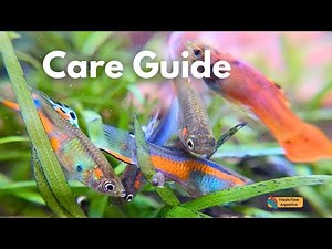 Endler guppy care guide: Everything you need to know about Poecilia wingei