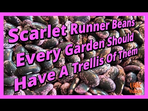 Scarlet Runner Beans Every Garden Should Have A trellis Of Them