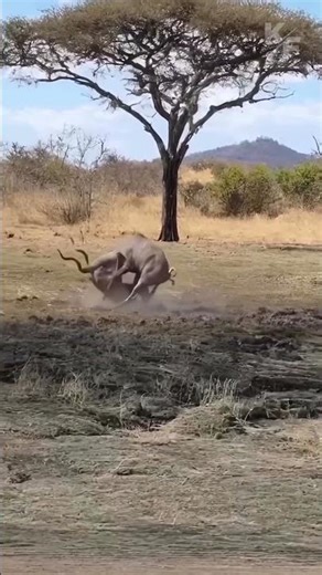 Lion vs Kudu: Life or death #wildlife #shorts