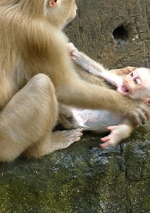 Unbelievable! monkey Luna is pushing baby monkey Lucie out and drop in water, millions sad baby monkey Lucie is cry to call her mom help... | Jane Family