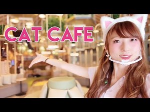 Japan's Most AMAZING Cat Cafe | MOCHA Akihabara