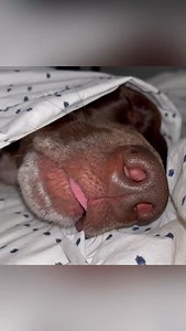 18K views · 7.2K reactions | You’re one of two types of people the day after Thanksgiving  Either you lounge around, sleeping off your food coma and count on Cyber Monday, or you’re up first thing, racing to the stores to snag all of the Black Friday deals  Which one are you?!  • • • #germanshorthairpointer #sillydogs #dogobsessed | Pointerpawprints | Facebook