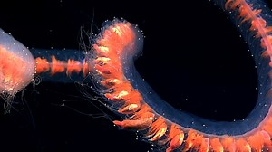 1.8K views · 176 reactions | Beautiful and mesmerizing, this intact...