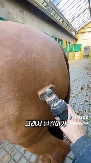 봄철 말 털갈이, 털 폭발 현상과 관리법