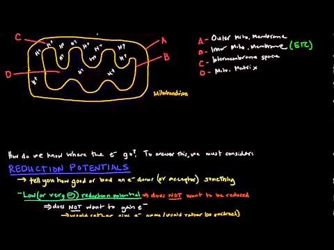 Electron Transport Chain (Part 1 of 3) - Introduction and Reduction Potentials