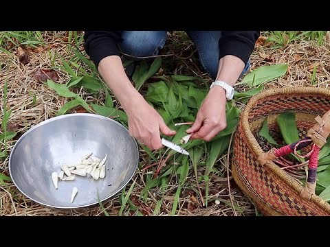 Wild RAMPS... How to Dig, Dehydrate + make a DELICIOUS Soup! Spring's BEST wild edible!