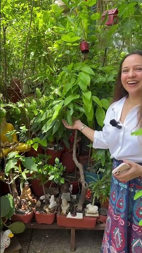 Mango Tree from Seed Mangoes Dwarf Varieties