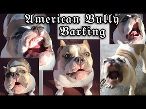 AMERICAN BULLY BARKING😍