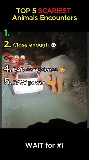 TOP 5 Scariest Animal Encounters Ever Caught on Camera