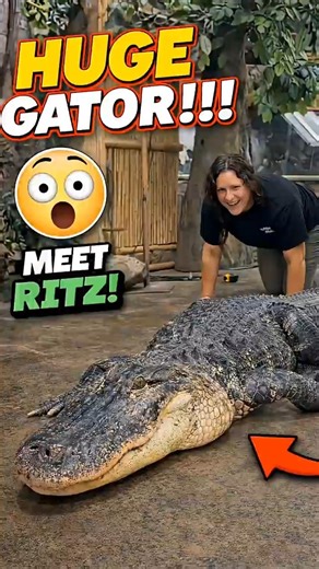 How Do You Measure a Giant Alligator? 📏🐊