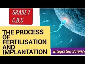 How fertilisation And implantation takes place in human being Grade 7 integrated Science