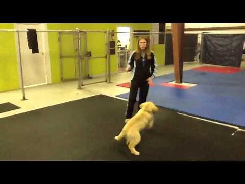 Puppy Training 101: How to Play with your Dog
