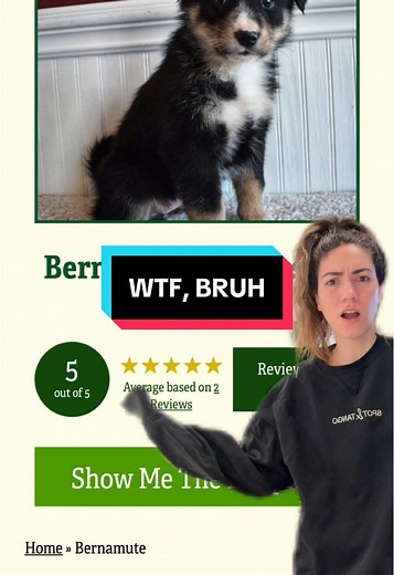 Responsible Puppy Shopping: Know Before You Buy