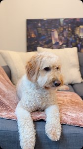 My Shayla was so small 🥹😭 #goldendoodle #goldendoodlesofinstagram #dogsofinstagram #doodlesofinstagram #puppy #doodle #goldendoodlepuppy #dog #puppylove #puppiesofinstagram #dogs #doodlesoftheworld #minigoldendoodle #goldendoodles #doodles #doodletales #goldenretriever #doodlelove #goldendoodlelove #doglife #goldendoodlesofinsta #dogstagram #dogoftheday #f #puppies #puppylife #goldendoodlesofig #doodlepuppy #labradoodle #daily | Hudson the Doodle Bear