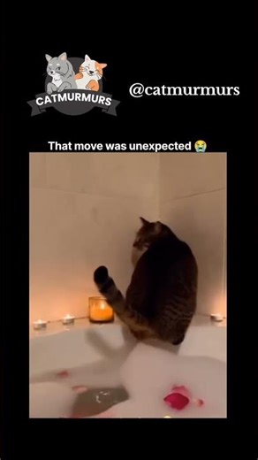 Cat poops in a bath😺😂