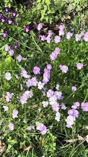 🌸Wild Geraniums – Nature’s Grace in the Meadow