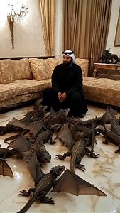#Repost @jyo_john_mulloor ... Thank you, Manzoor, for sharing this amazing video of your 15 dragon babies in training! 🐉 13 are thriving, and 4 need 30 days for their wings to fully grow. WHAT YALL THINK??? Tools : @klingai_official #dragon #pets #ai | Patricia Nichols