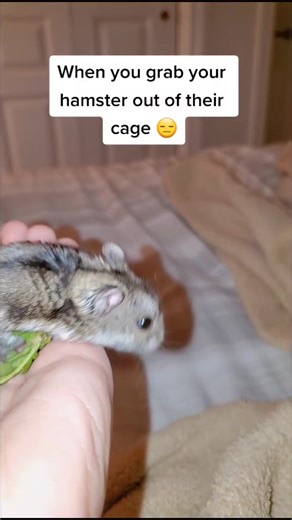 Understanding Hamster Behavior During Handling