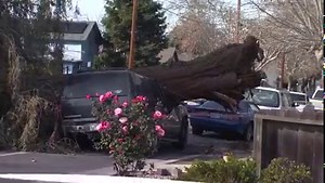 9.5K views · 87 reactions | A massive tree came crashing down on top...