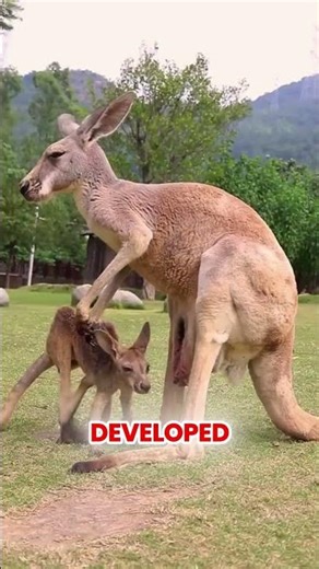 The Bodybuilders of the Animal Kingdom!