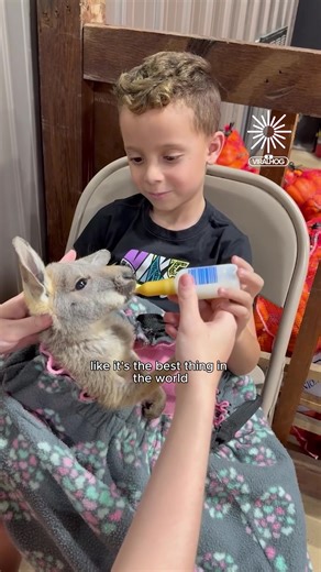 4.2K views · 57 reactions | The cutest little kangaroo feeding moment 凉 | Animal Stories | Facebook