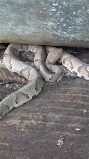 Copperhead Den?!