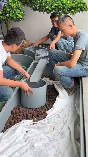 Planting Giant Robinia Pseudacacia on Balcony to Create Tropical Garden