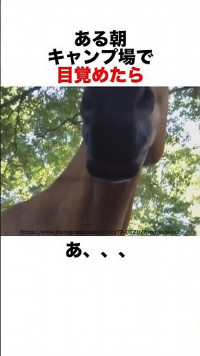 Summary of animals you can encounter while camping