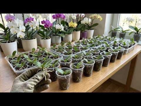 The simplest technique for propagating orchids at home - Anyone can do it.