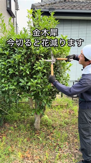 今切ると金木犀の花減ります #ガーデニング #園芸 #tiktok教室ᅠᅠᅠᅠᅠ #庭の方舟