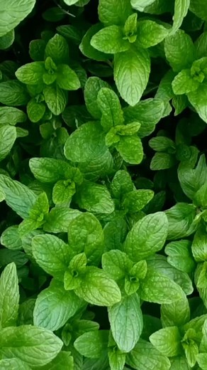 Spearmint essential oil, found in our natural all-purpose cleaner, doesn’t just leave surfaces fresh, it clears the mind, uplifts the mood, and supports a healthier environment. ✨ Used with love by @our_tomorrow_nz 💚 Made with care by @alma_verde_botanicals | Alma Verde Botanicals