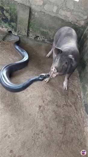 The python can not bite the pig.