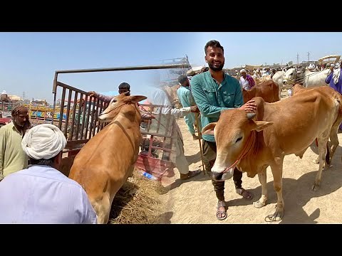 Ek Or Janwr Le Liya Qurbani k Lye😍