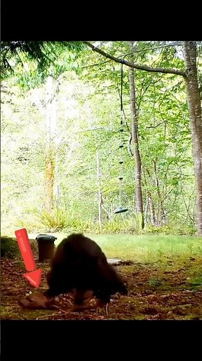 Black Bear Attacks Baby Deer 🐻🦌#blackbear #bearattack #wildlife