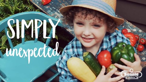 Bonnie Plants Green Magic Broccoli (6-Pack) 115240