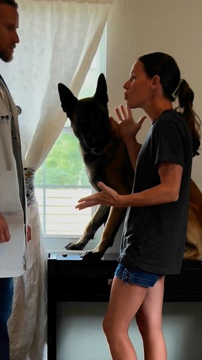 39K views · 10K reactions | Work, Train, Bond With Your Dog. It’s So Important (This Is Just a skit to show what NOT TO DO When You own a Belgian Malinois. They thrive when working. PLEASE DON’T GET ONE IF YOUR JUST GOING TO DR*G IT). #doglover #dogmom #smartdog #jackharris #becarefulwhatyouwishfor **The Pill Was Fake. Just Piece Of Bread | Neu County | Facebook
