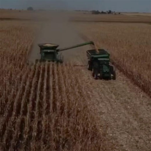 As a cattle feeder, you have options to make margins on your corn in more ways than just selling into a weak basis. Here’s 5 things to consider when feeding your corn vs. selling it in town: - Harvest earlier - Less shrink - No drying cost - Cheaper storage cost - Less freight Interested in talking strategy and adding margin to your corn? Give us a call at 712-785-3766 or reach out here: https://ow.ly/pBxU50XfUwW | Balance4ward