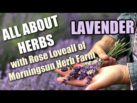 7/8 Lavender - Morningsun Herb Farm's 8-video series "ALL ABOUT HERBS" with Rose Loveall