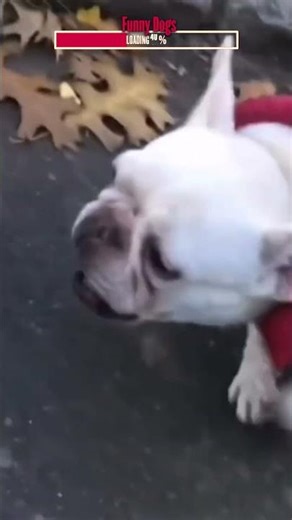 Funny Dogs Acting Silly | Algorithm Cleanse
